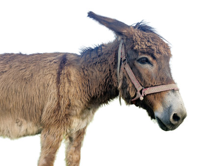 Donkey isolated on white backgroundの写真素材