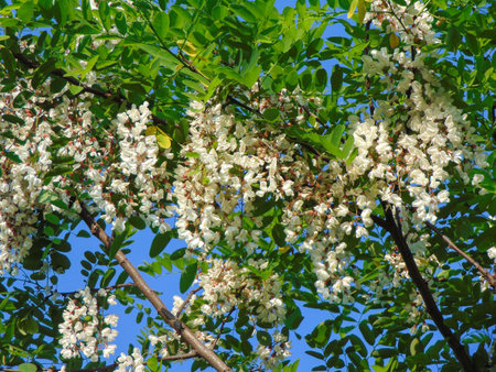 Black locust tree in bloom. Robinia pseudoacaciaの写真素材