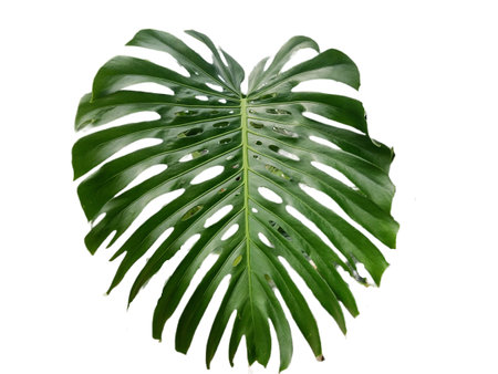 Swiss cheese plant isolated on white. Monstera deliciosa plantの写真素材