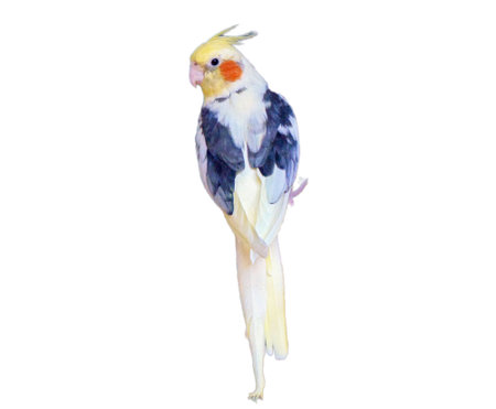 Parrot nymph isolated on white backgroundの写真素材