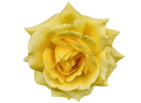 Yellow rose isolated on white backgroundの写真素材