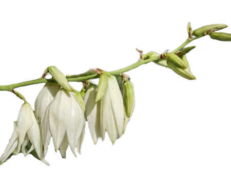 Adam's-needle plant with flowers. Yuccaの写真素材