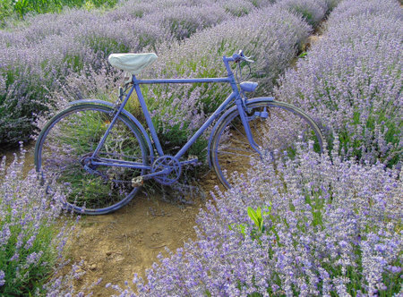 Bicycle in the lavender fieldの写真素材