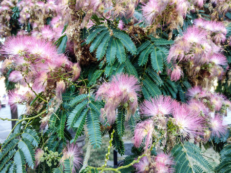 Mimosa tree with flowers in Romania. Albizia julibrissinの写真素材