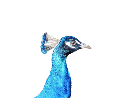 The neck and head of a peacock