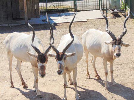 Three Addax antelopes (Addax nasomaculatus) at the Oradea zoo, Romaniaの写真素材