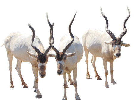 Three Addax antelopes isolated on white. Addax nasomaculatusの写真素材