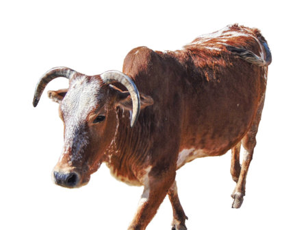 Zebu cow isolated on white backgroundの写真素材