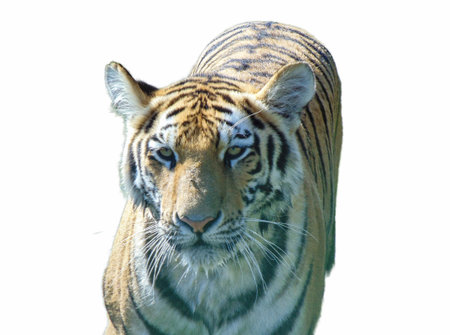 Siberian tiger isolated on white backgroundの写真素材