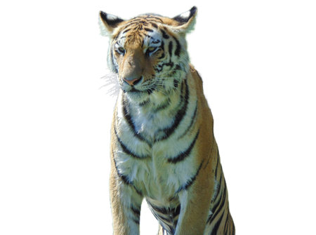 Siberian tiger isolated on white background