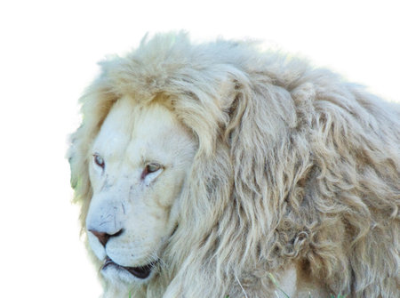 Lion isolated on white backgroundの写真素材