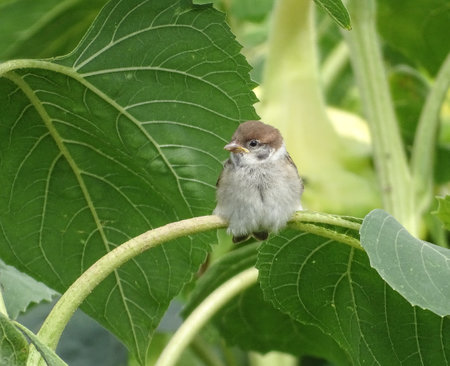 A sparrow sits on a sunflowerの写真素材
