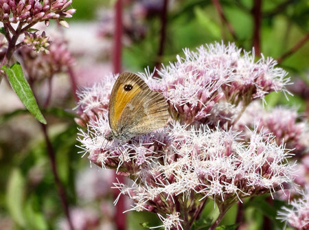 Gatekeeper butterfly in the summer. Pyronia tithonusの写真素材
