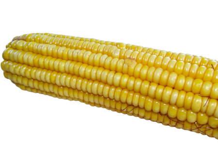 Boiled corn isolated on white background