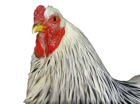 Brahma chicken isolated on white backgroundの写真素材