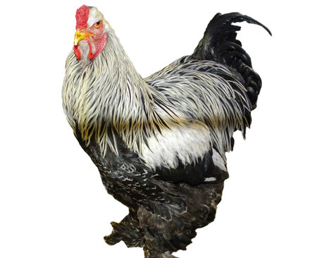 Brahma rooster isolated on white backgroundの写真素材