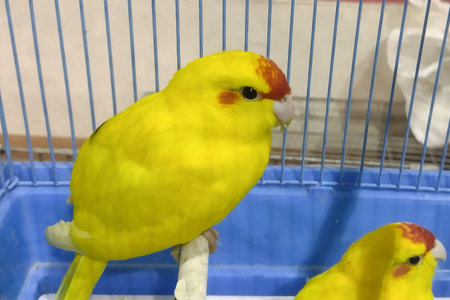 Two red-fronted Kakariki parakeet birds