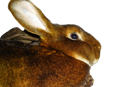 Brown Castor Rex rabbit isolated on whiteの写真素材