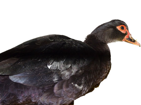 Black duck (Cairina moschata) isolated on whiteの写真素材