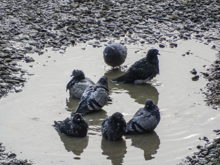 Group of pigeons in water. In Romaniaの写真素材