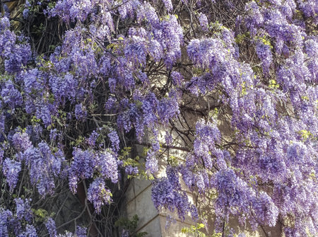 Wisteria flowers in the spring in Romaniaの写真素材