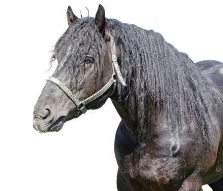 Horse isolated on white backgroundの写真素材