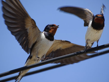 Two swallows take flight from a power line. In Maramures, Romaniaの写真素材