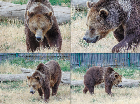 Collage with a brown bearの写真素材