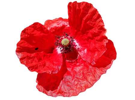 Red poppy isolated on white backgroundの写真素材