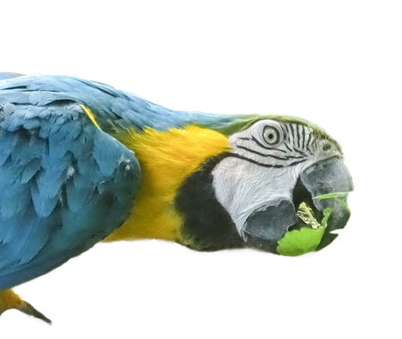 Ara parrot isolated on white. Blue-and-yellow macaw isolated