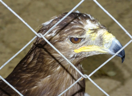 Steppe eagle (Aquila nipalensis) at zoo