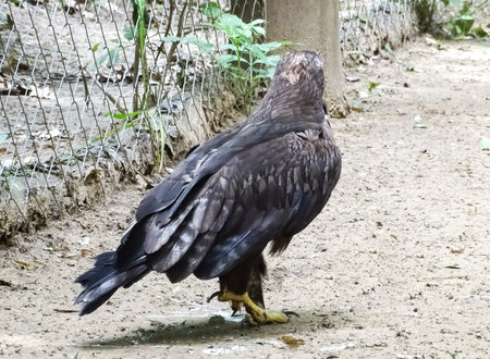 Steppe eagle (Aquila nipalensis) at zoo