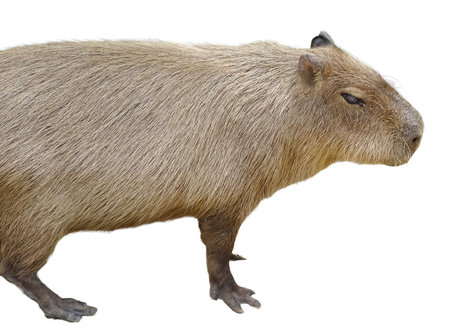 Capybara (Hydrochoerus hydrochaeris) isolated on white backgroundの写真素材