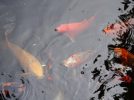 Koi carp fish in water in the summerの写真素材