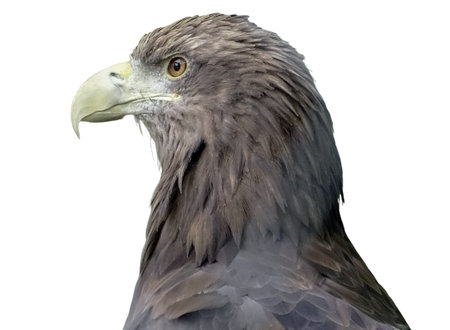 White-tailed eagle (Haliaeetus albicilla) isolated on white