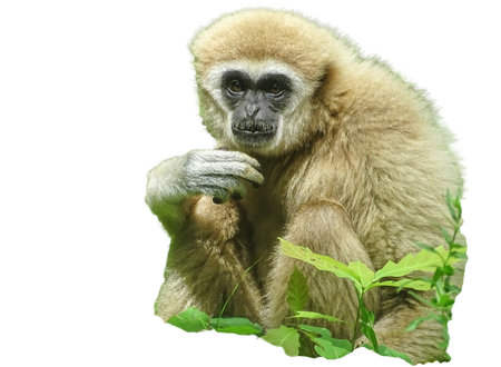 Lar Gibbon monkey isolated on white. Hylobates larの写真素材
