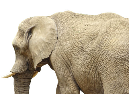 African elephant isolated on white backgroundの写真素材