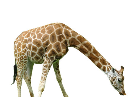 Giraffe isolated on white backgroundの写真素材