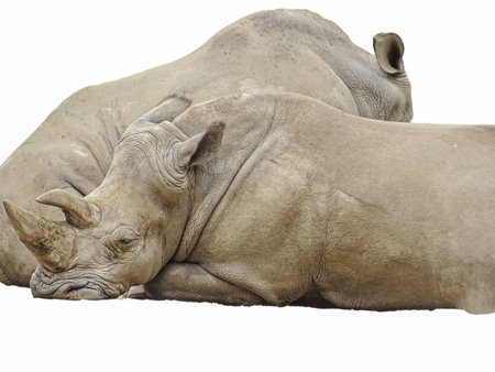 Two white rhinos isolated on whiteの写真素材