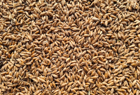 Triticale grain texture. Triticale background