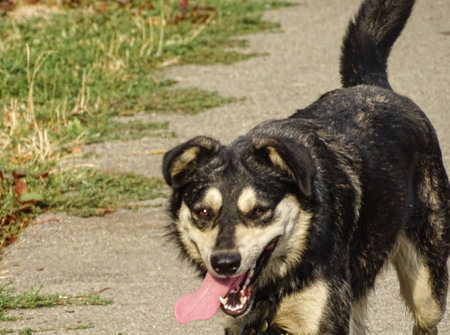 A dog with its tongue out white walkingの写真素材