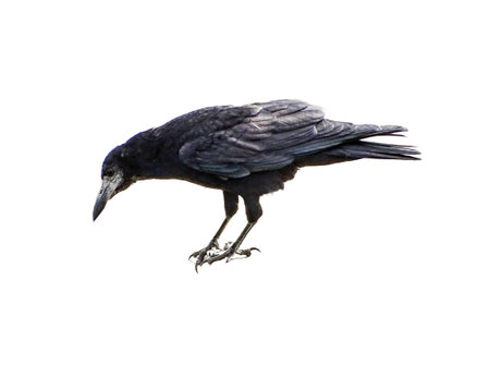 Crow isolated on white backgroundの写真素材