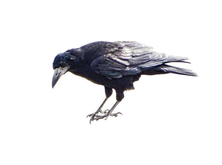 Crow isolated on white backgroundの写真素材