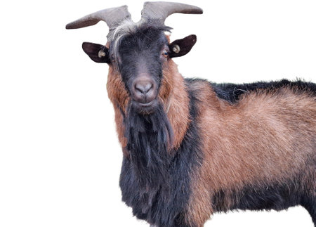Male goat isolated on white backgroundの写真素材