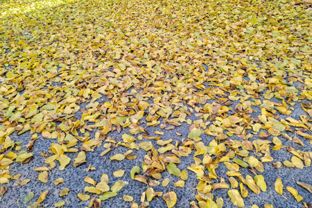 Many yellow leaves during autumn. Background with autumn leavesの写真素材