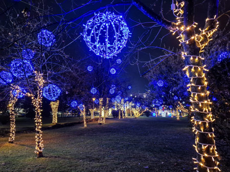 Christmas lights on the trees in Baia Mare city, Romaniaの写真素材