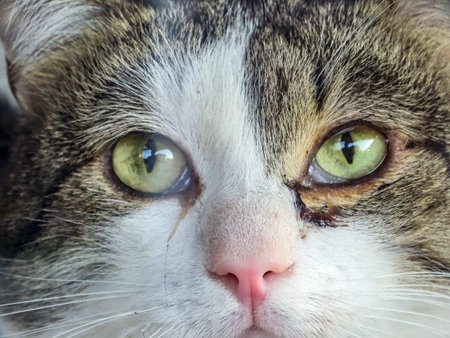 Portrait of a cat. Cat close up