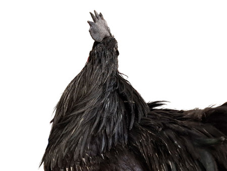 Ayam Cemani black rooster isolated on white background. Gallus gallus domesticusの写真素材
