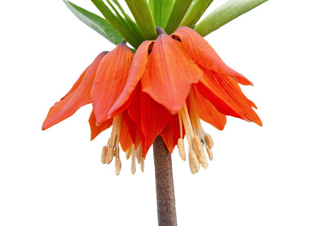 Crown imperial flower isolated on white. Fritillaria imperialisの写真素材