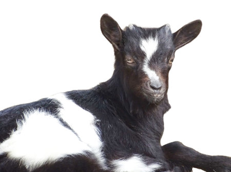 A black yeanling with white spotsの写真素材